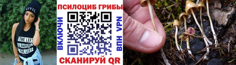 Купить где  Боровск  Галлюциногенные грибы Psilocybe 